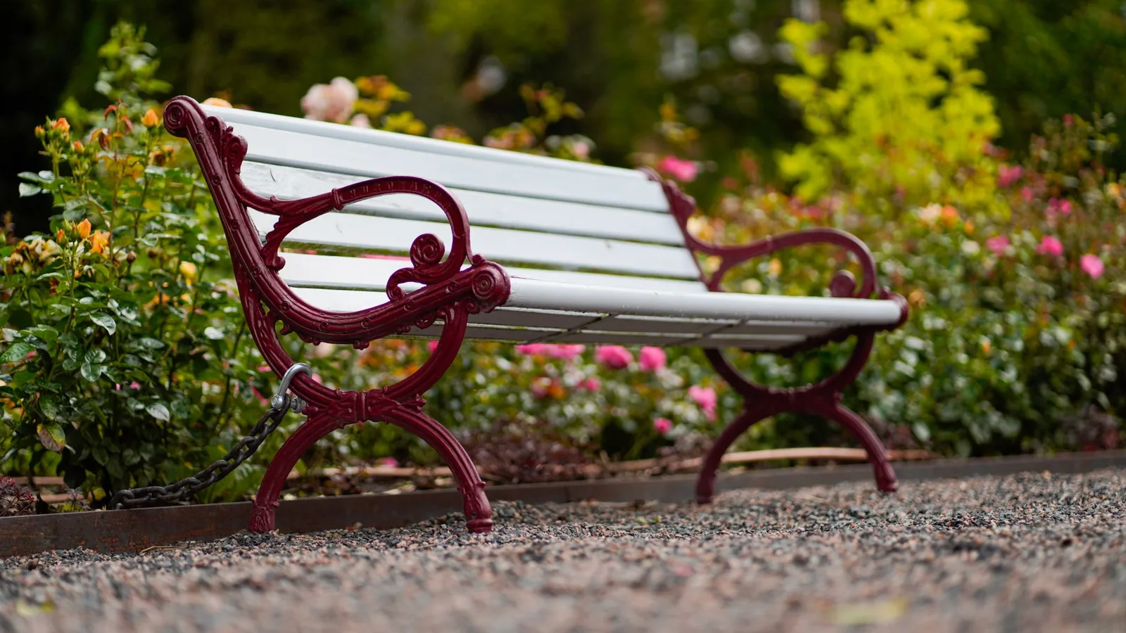 A white wooden bench with red iron ends on a gravel path beside a border of roses.